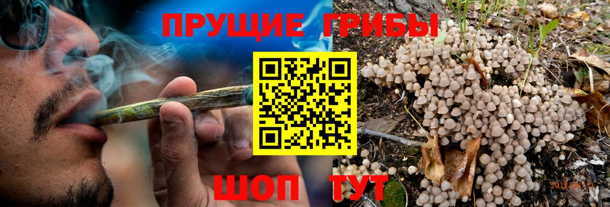 Псилоцибиновые грибы мицелий  Вход с VPN  Ставрополь 